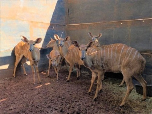 8X Njala V/F:8 Matlabas Reserve (Per Piece to take the lot)