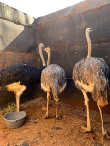 3X Volstruis M:1 V/F:2 Matlabas Reserve (Per Piece to take the lot)