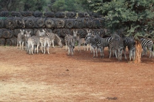 9X Zebras Matlabas Reserve (Per Piece to take the lot)