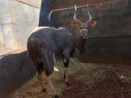 1X Njala 25" M:1 Matlabas Reserve