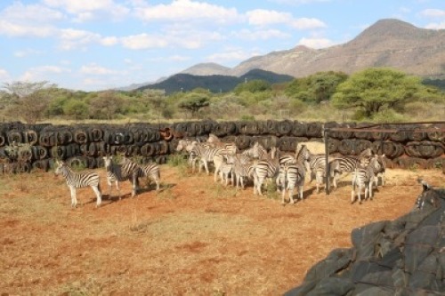 13+5X Zebras Matlabas Reserve (Per Piece to take the lot)