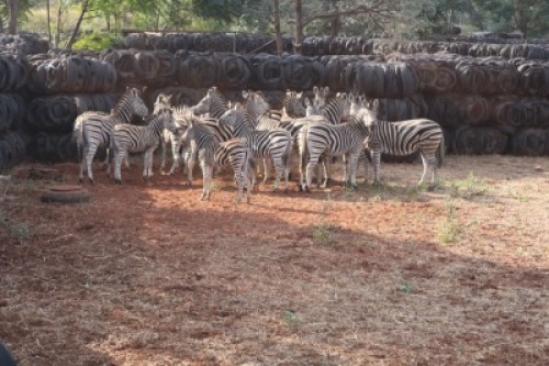 12+4X Zebras Matlabas Reserve (Per Piece to take the lot)