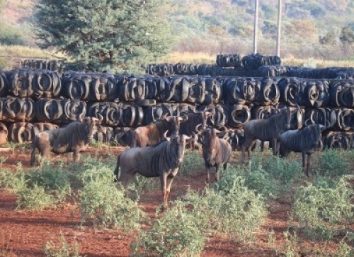 7X Blouwildebees M:7 Matlabas Reserve (Per Piece to take the lot)