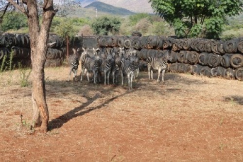 8X Zebras Matlabas Reserve (Per Piece to take the lot)