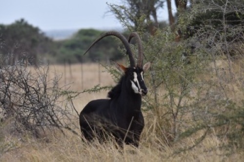 1X Swartwitpens L= 45 3/4" R= 48" M:1 Schoongezicht Hunting Safaris(Op Katalogus)