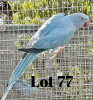 0-1 '20 Ringneck: Blue Opaline/clearheaded-fallow - Johan Herbst