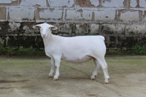 1X WIT DORPER T5 OOI/EWE JTV WITDORPERS