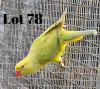 1-0 '20 Ringneck: Bronze-fallow/blue - Johan Herbst