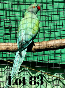 1-0 '19 Ringneck: Misty TurquoiseBlue Opaline - Tokkie Slabbert