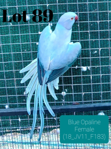 0-1 '18 Ringneck: Blue Opaline - Jan Harm Venter