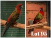 1-1 '20 Crimson Rosella: Normal/blue x Normal/blue - Piet Grobler