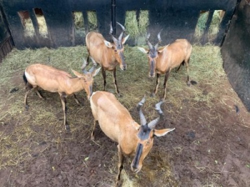 4X Rooihartbees V/F:4 Tjaart van der Walt (Per Piece to take the lot)