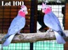 1-1 '20 Galah: Normal x Normal - Fanie Klopper