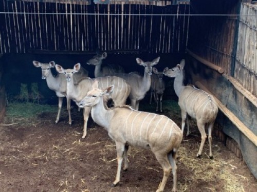 6+1X Koedoe M: V/F:6+1 Matlabas Reserve (Per Piece to take the lot)