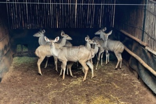 5+2X Koedoe V/F:5+2 Matlabas Reserve (Per Piece to take the lot)