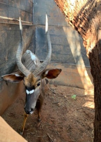 1X Njala M:1 Matlabas Reserve