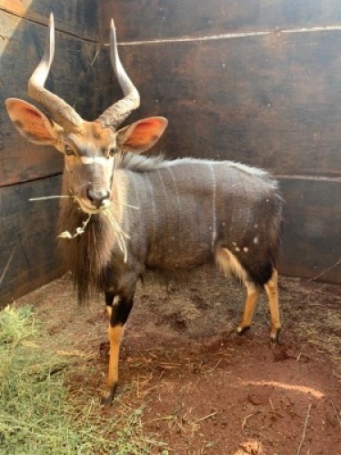 1X Njala M:1 V/F: Matlabas Reserve