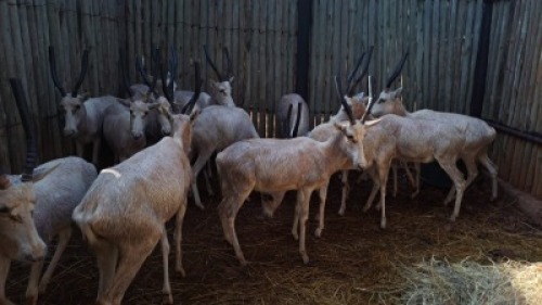 16X Wit Blesbok(Freddie Senekal Hokke) V/F:16 Stone Safaris (Per Piece to take the lot)