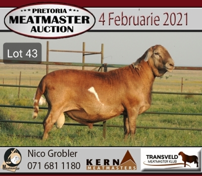 LOT 43 1X MEATMASTER RAM KERN MEATMASTERS