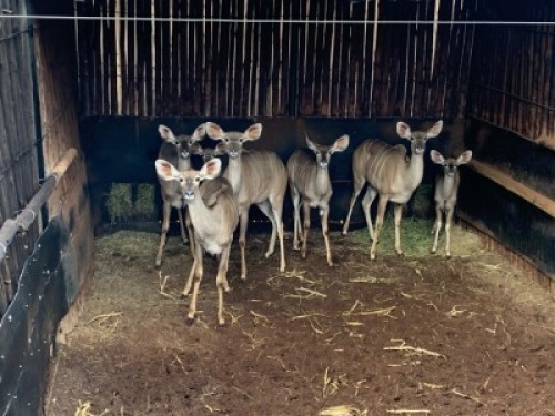 5+2X Koedoe V/F:5+2 Matlabas Reserve (Per Piece to take the lot)