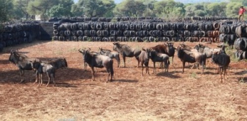17X Blouwildebees Matlabas Reserve (Per Piece to take the lot)
