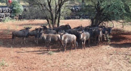 20X Blouwildebees M:1 Matlabas Reserve (Per Piece to take the lot)
