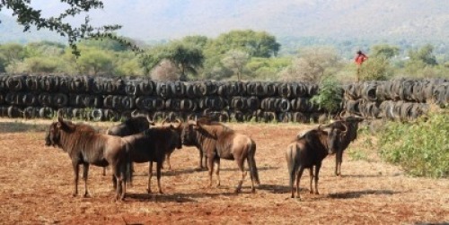 7X Blouwildebees M:7 Matlabas Reserve (Per Piece to take the lot)