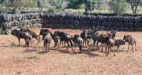 19X Blouwildebees M:4 Matlabas Reserve (Per Piece to take the lot)