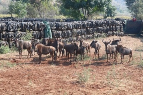 13X Blouwildebees M:3 V/F:10 Matlabas Reserve (Per Piece to take the lot)