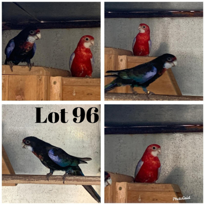 1-1 '20 Eastern Rosella: Melanistic x Cinnamon Opaline/melanistic - Piet Grobler