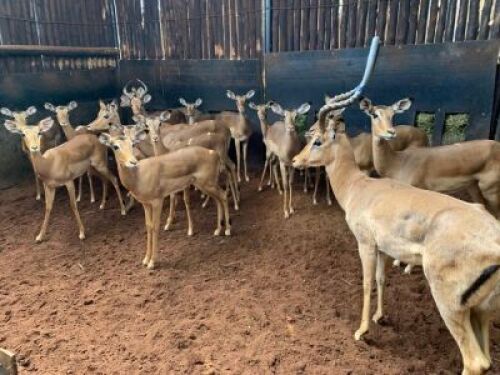 18X Rooibok M:2 V/F:16 Matlabas Reserve (Per Piece to take the lot)