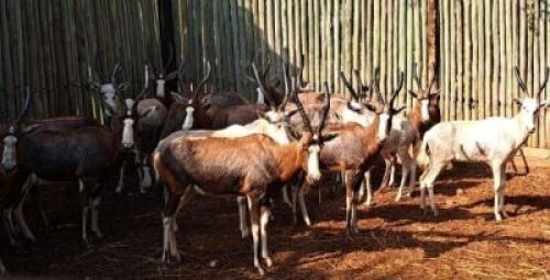 5X Wit Blesbok(Freddie Senekal Hokke) Stone Safaris (Per Piece to take the lot)
