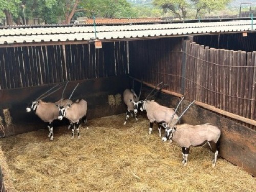 5X Gemsbok M:5 (Per Piece to take the lot)
