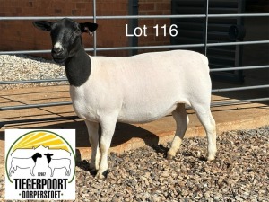 1X DORPER T5 OOI/EWE TIEGERPOORT DORPERS