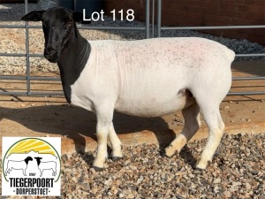 1X DORPER T5 OOI/EWE TIEGERPOORT DORPERS