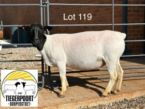 1X DORPER T5 OOI/EWE TIEGERPOORT DORPERS