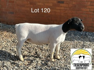 2X DORPER T5 OOI/EWE TIEGERPOORT DORPERS (Pay per animal)