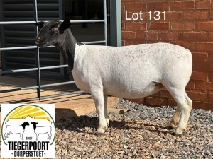 1X DORPER T4 OOI/EWE TIEGERPOORT DORPERS