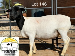 1X DORPER T5 OOI/EWE TIEGERPOORT DORPERS