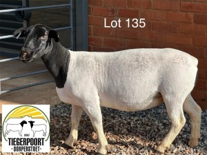 1X DORPER T3 OOI/EWE TIEGERPOORT DORPERS