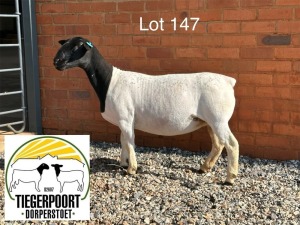 1X DORPER T5 OOI/EWE TIEGERPOORT DORPERS