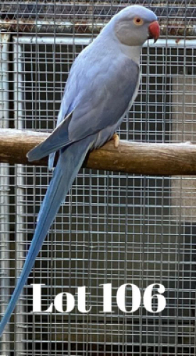 1-0 '19 Ringneck: Violet Blue/adm.pied - Johann Kotz&eacute;