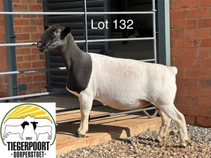 1X DORPER T4 OOI/EWE TIEGERPOORT DORPERS