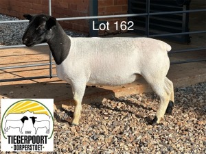 1X DORPER T3 OOI/EWE TIEGERPOORT DORPERS