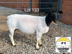 1X DORPER T4 OOI/EWE TIEGERPOORT DORPERS