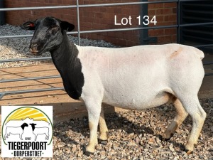 1X DORPER T5 OOI/EWE TIEGERPOORT DORPERS