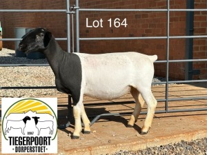 1X DORPER T3 OOI/EWE TIEGERPOORT DORPERS