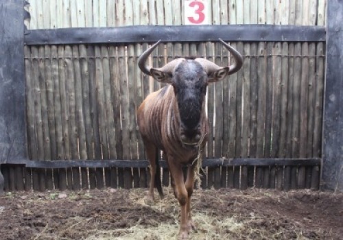 1 X BLOUWILDEBEES M:1 GOUESPLIT MBWB1