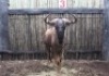 1 X BLOUWILDEBEES M:1 GOUESPLIT MBWB1