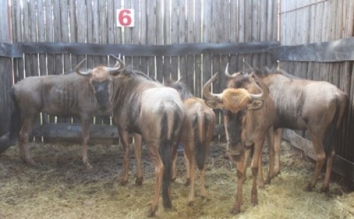 5 X BLOUWILDEBEES M:2 V/F:3 MBWB1 (PER STUK OM LOT TE NEEM)